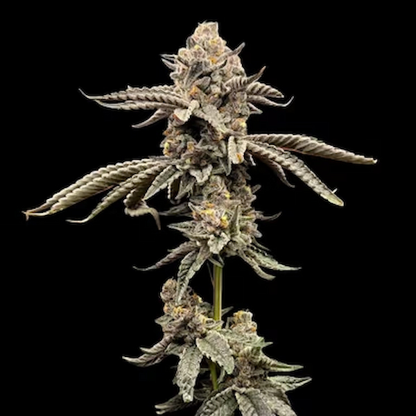 Red Opal > Conscious Genetics | Feminized Cannabis   |  Hybrid